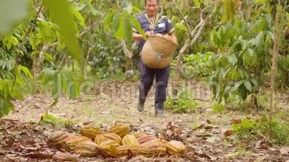 有篮子收获可可水果的土著工人视频的预览图