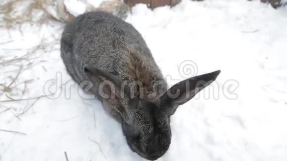 坐在雪地里的兔子视频的预览图