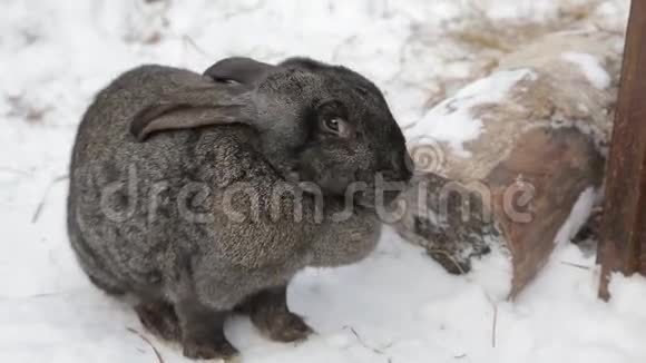 坐在雪地里的兔子视频的预览图
