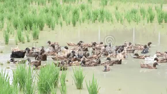 许多鸭子在稻田里的水上清理羽毛视频的预览图