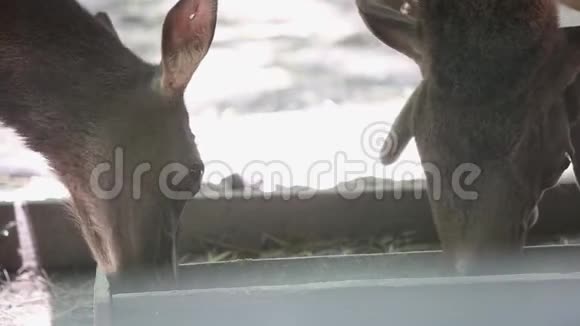 动物园里的鹿家人视频的预览图