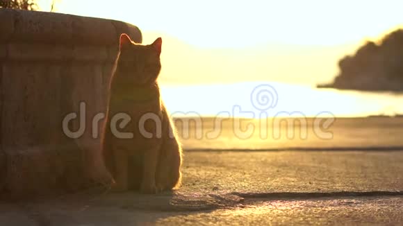 一只猫坐在靠近大海的路上在金色的夕阳下慢悠悠地走着视频的预览图
