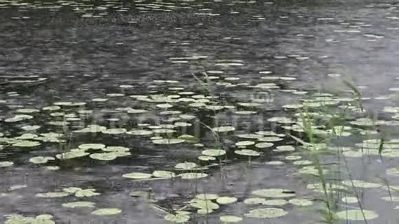 雨水滴在水面上视频的预览图