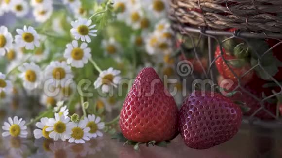 花园里的草莓和洋甘菊花束女人手视频的预览图