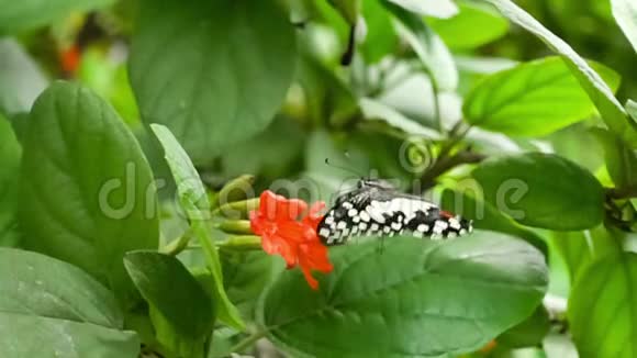 成年蝶飞翔站在花园里以红色的花为食视频的预览图