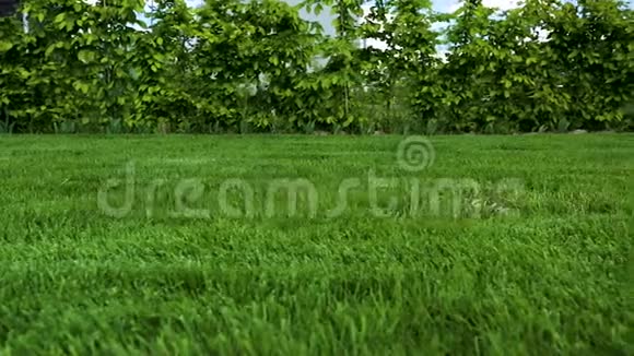 私家花园前院美景绿草如茵的草坪周围有年轻的灌木丛视频的预览图