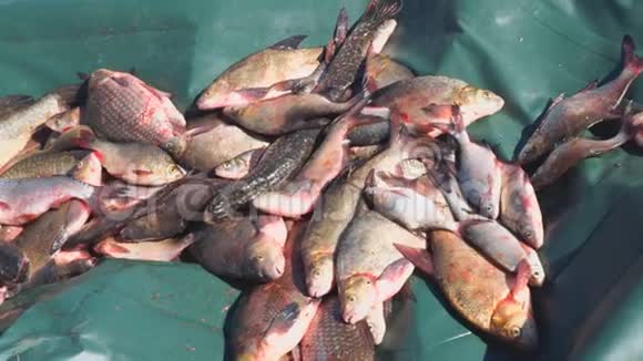 很多河鱼有爪子的猫想偷鱼视频的预览图