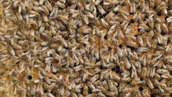 蜜蜂的温暖聚集在花园中的蜂窝中蜂房昆虫的生活蜜蜂的家庭大自然中的美的概念视频的预览图