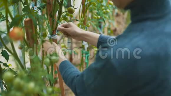 女农民把西红柿绑在树枝上视频的预览图