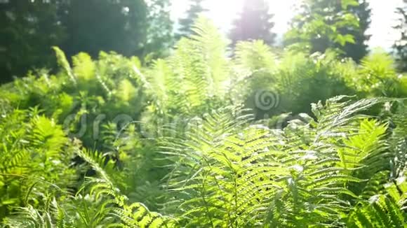 蕨类植物移动太阳视频的预览图
