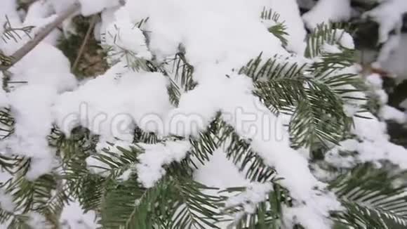 美丽的松冬林视频的预览图
