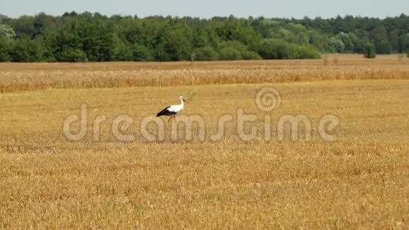 有黑色羽毛的白鹳在收获期间在田里走动寻找食物在视频的预览图