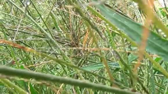 用雨后的露珠近似田间草籽视频的预览图