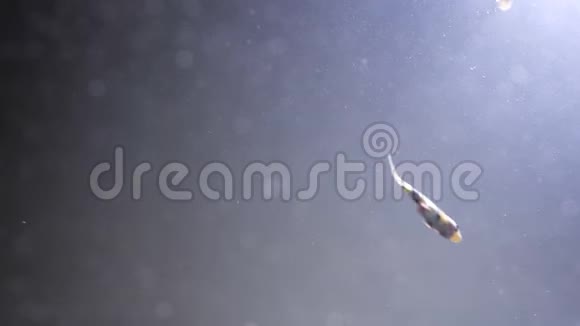 在泥水中游泳的鱼的特写镜头用塑料管投掷海洋问题视频的预览图