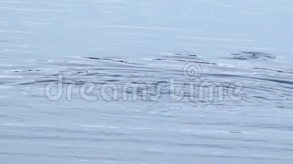 从海豚舱发出的水面涟漪视频的预览图
