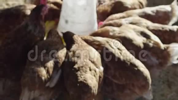 母鸡正在农村养鸡场孵蛋视频的预览图