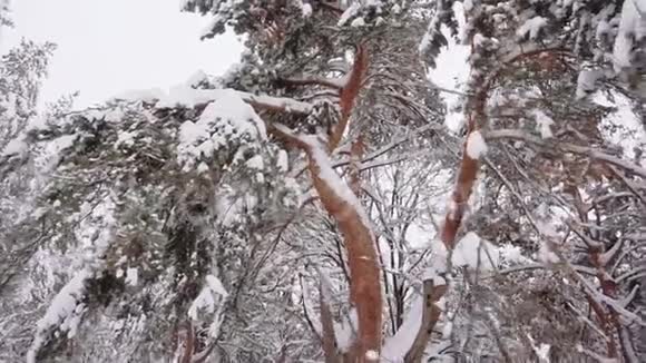美丽的松冬林视频的预览图