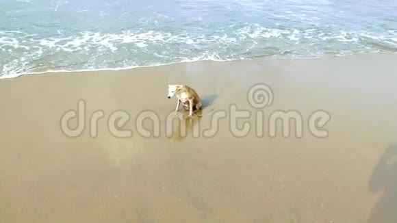 狗在海滩上玩耍波浪在日落时撞上了一个摇摇欲坠的海滩视频的预览图