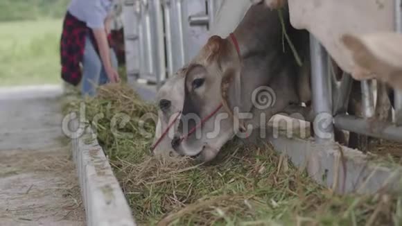 给奶牛场的年轻农民画像视频的预览图