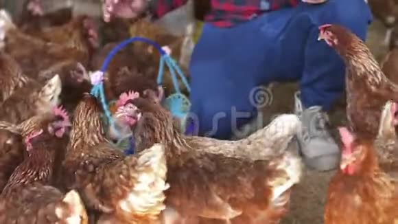 亚洲农民在母鸡农场工作视频的预览图