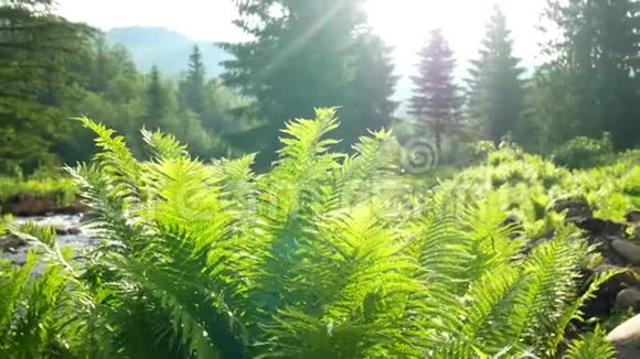 蕨类植物移动太阳视频的预览图