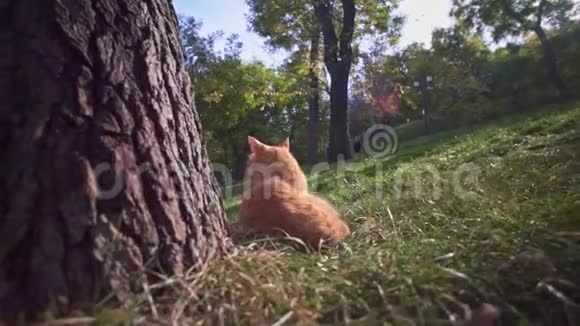 乌克兰敖德萨市公园的橙色流浪猫坐在树旁要食物视频的预览图