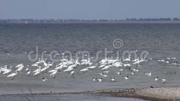 白鹭海鸥和在沙锡湖上的一大群鸟中视频的预览图