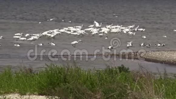沙锡克湖上一大群鸟中的白鹭海鸥和视频的预览图