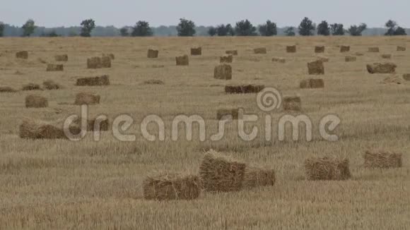 麦田收割用大的方形捆起来的稻草视频的预览图