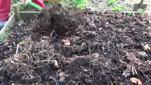 园丁用叉子挖堆肥土视频的预览图