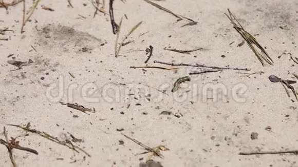 小绿毛虫在森林里用松针在沙子上爬行特写镜头视频的预览图