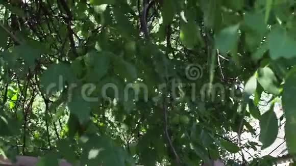 在风中摇曳的核桃果实和树叶的特写视频的预览图