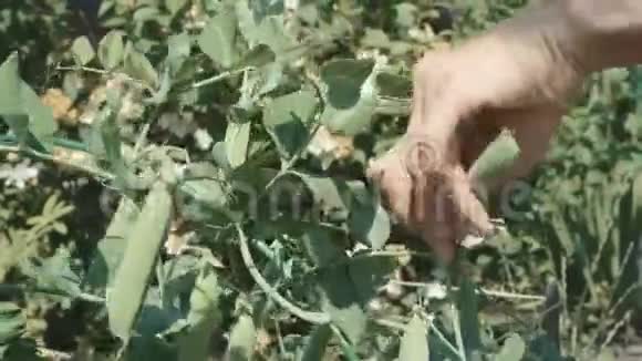 女人正在采摘成熟的豌豆视频的预览图