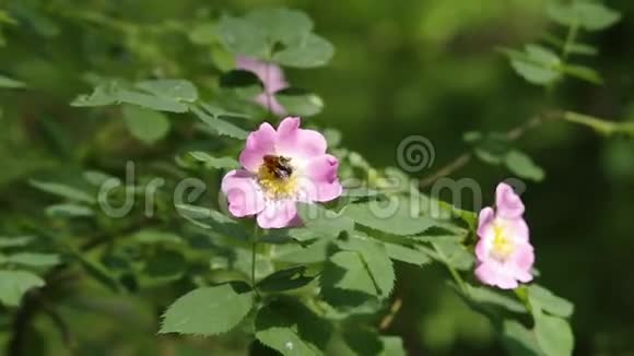 熊蜂采蜜在罗莎犬玫瑰蔷薇花特写视频的预览图