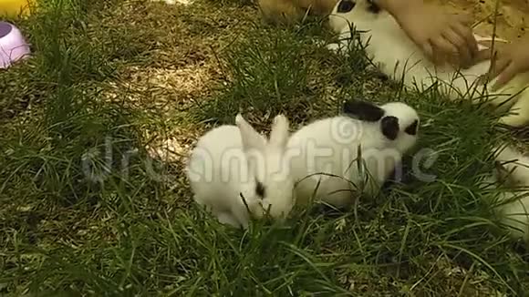 孩子们在绿草如茵的草坪上和小兔子玩儿童和宠物之间的友谊视频的预览图