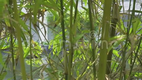 夏季池塘背景下热带花园中的竹枝池塘水背景装饰花园中的绿竹视频的预览图