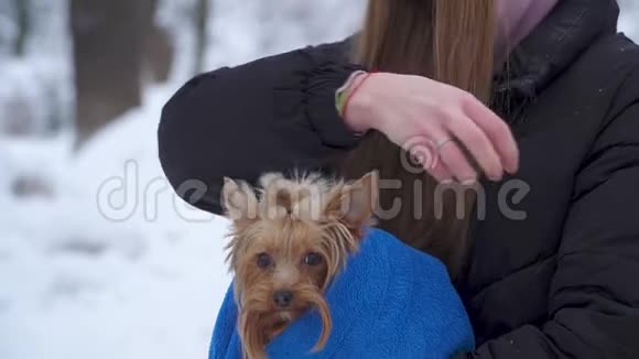 抱着约克郡小猎犬的女孩在户外用毯子盖着快关门慢动作视频的预览图