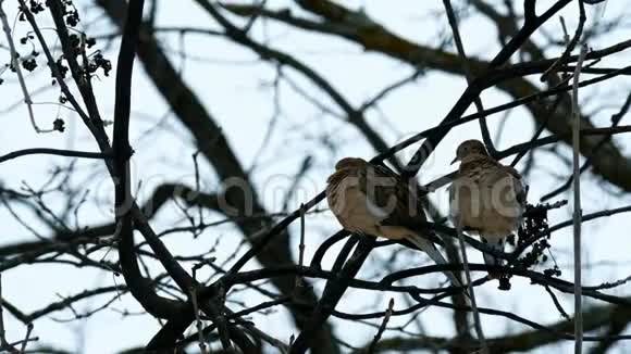 美国莫宁鸽子zenaidamacroura或雨鸽栖息在树枝上视频的预览图