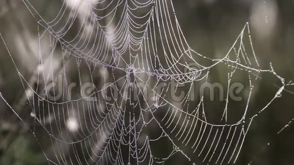 蜘蛛网清晨的露水挂在田野的草地上莫尔尼雨滴覆盖蜘蛛网的抽象模式视频的预览图