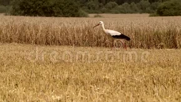 鹳在收获小麦后漫步田野田里的鹤鹳正在寻找食物夏季结束视频的预览图