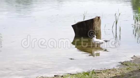 黑头海鸥抓鱼飞走了成年夏季羽毛欧洲视频的预览图