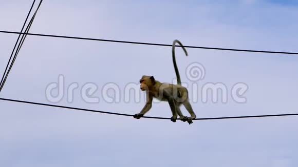 城市电力线路上的野猴攀爬视频的预览图