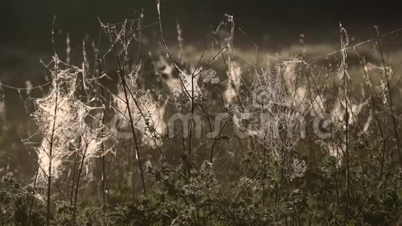蜘蛛网清晨的露水挂在田野的草地上莫尔尼雨滴覆盖蜘蛛网的抽象模式视频的预览图