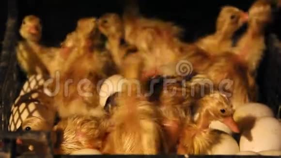 小鸭子从鸡蛋里孵化出来视频的预览图