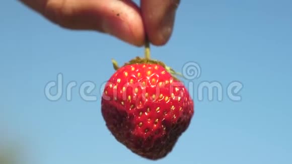 农夫在他的手中展示了他花园里种植的环保草莓农民展示红色草莓视频的预览图