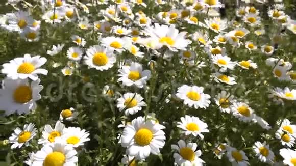 白色雏菊或花菊的田野视频的预览图