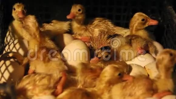 小鸭子从鸡蛋里孵化出来视频的预览图
