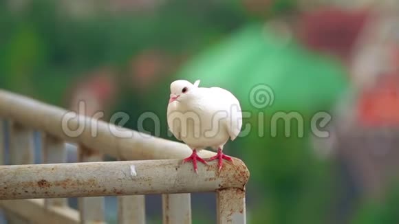 一只白鸽从扶手上飞下来的超慢镜头视频的预览图