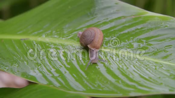 蜗牛在热带雨林的绿叶上行走视频的预览图