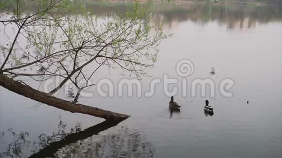 美丽的鸭子晚上在池塘上清理羽毛视频的预览图